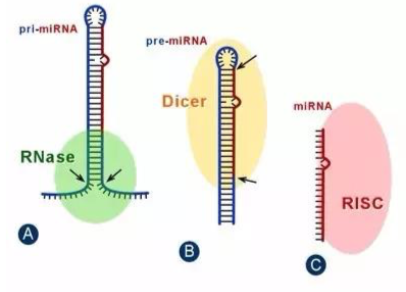 mature-RNA 生成示意图