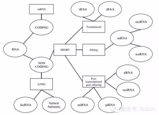 RNA分类树