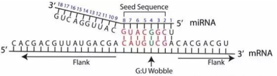 miRNA 种子区域靶标结合的示意图